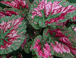 B. ‘Vesuvius’